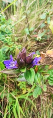Gentiana scabra