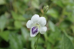 Asystasia intrusa