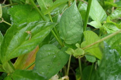 Asystasia intrusa