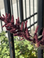 Amaranthus cruentus