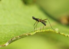 Micropeza corrigiolata