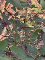 Amaranthus cruentus