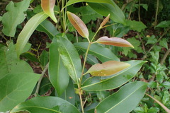 Syzygium cumini