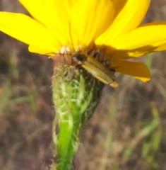 Chauliognathus hieroglyphicus