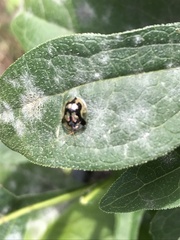 Deloyala guttata