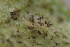 Tingidae
