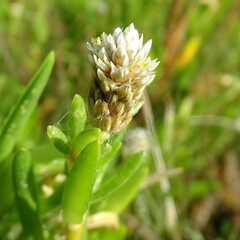 Blutaparon vermiculare