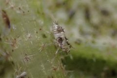 Tingidae