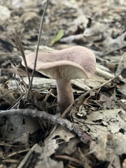 Lactarius helvus
