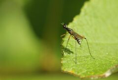 Micropeza corrigiolata