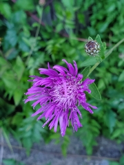 Centaurea nigrescens