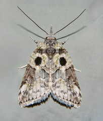 Nycteola