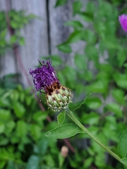 Centaurea nigrescens