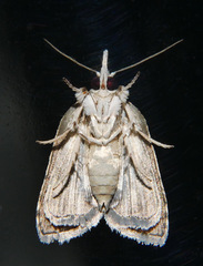 Nycteola