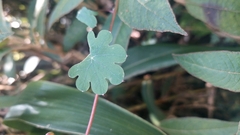 Tropaeolum tuberosum