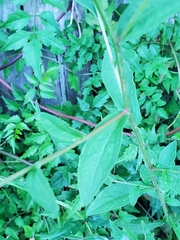 Centaurea nigrescens