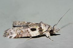 Nycteola