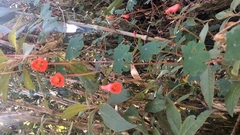 Tropaeolum tuberosum