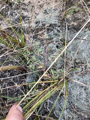 Euphorbia glyptosperma