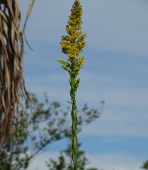 Solidago mexicana