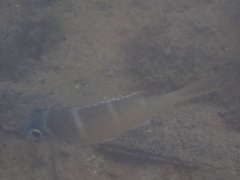 Monotaxis heterodon