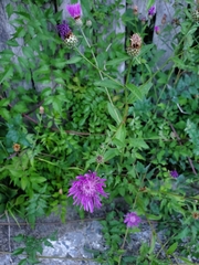 Centaurea nigrescens