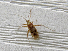 Phytocoris