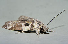 Nycteola