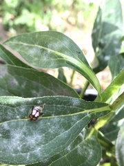 Deloyala guttata