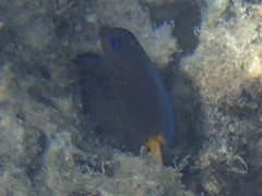 Ctenochaetus binotatus