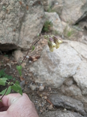 Brickellia grandiflora