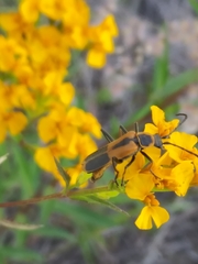 Chauliognathus limbicollis
