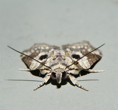 Nycteola