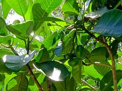 Tabernaemontana cerifera