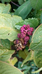 Phytolacca bogotensis
