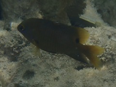 Stegastes nigricans