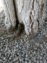 Ctenosaura macrolopha