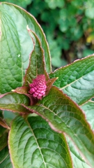 Phytolacca bogotensis