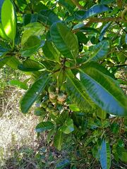 Tabernaemontana cerifera