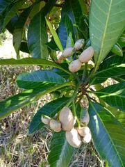 Tabernaemontana cerifera