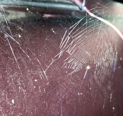 Araneae