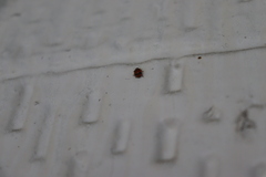 Coccinellidae