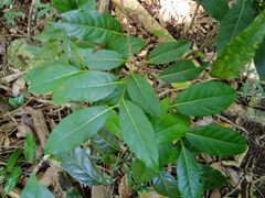 Diospyros fasciculosa