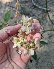 Mirabilis nyctaginea