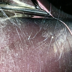 Araneae