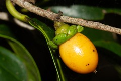 Diospyros fasciculosa