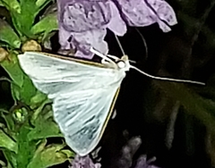 Diaphania costata
