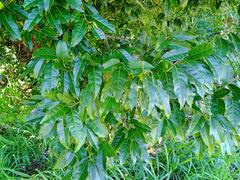 Diospyros fasciculosa