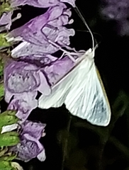 Diaphania costata