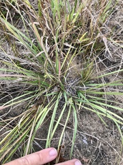 Dichanthelium perlongum